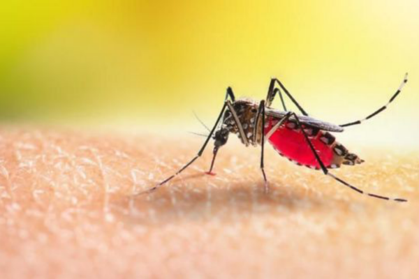 What to do to avoid dengue, What to do to avoid dengue, what to do to avoid dengue fever,What to do to prevent dengue fever,
