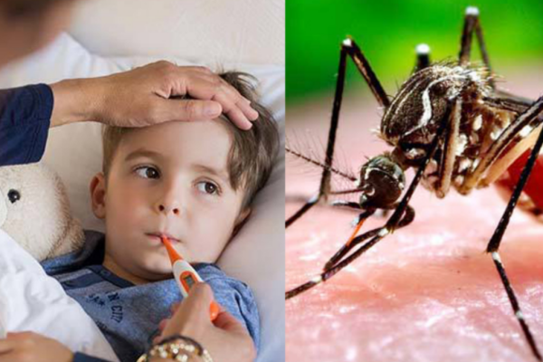 what are the symptoms of dengue fever?,what are the symptoms of dengue fever,What are the symptoms of dengue,what are the symptoms of dengue,what are the symptoms of dengue fever,what are the symptoms of dengue fever